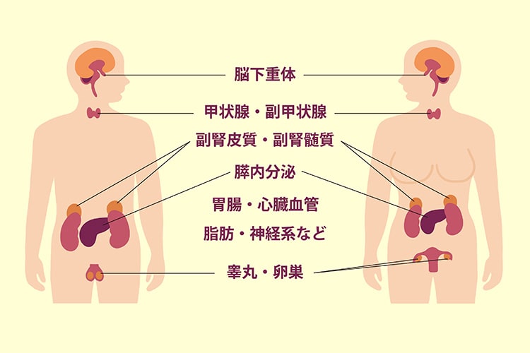 その他の内分泌疾患イメージ
